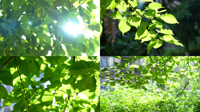 阳光树叶植物光影意境空镜绿色叶子