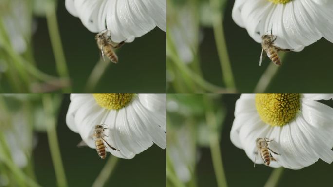 蜜蜂采蜜特写