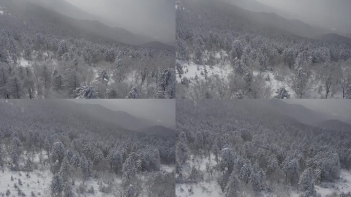 航拍吉林省吉林市永吉北大湖滑雪场雪景全景