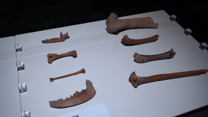 跨湖桥遗址出土的各类动物骨头化石