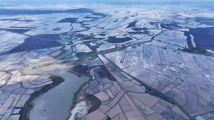 高空航拍大面积水稻稻田高清素材