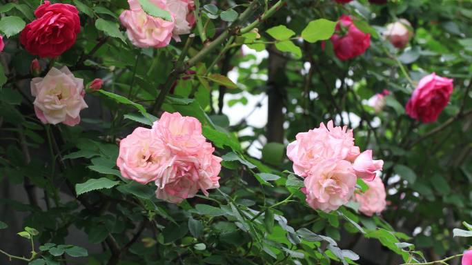 春天美丽的蔷薇花墙花海 高档别墅小区