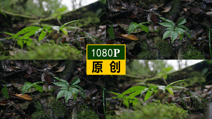 中草药野生三七 1080P