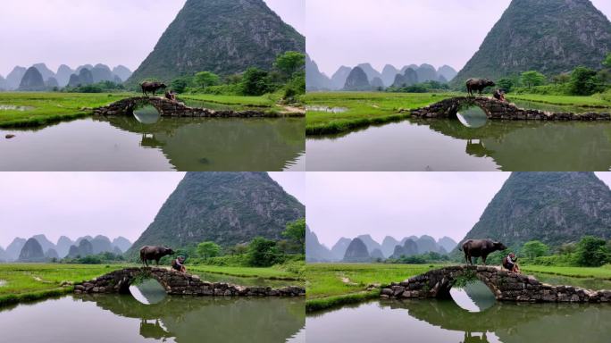 桂林状元桥老汉牵牛坐在石桥休息航拍