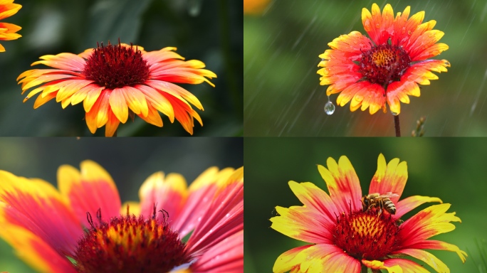 特写花 天人菊 花蕊