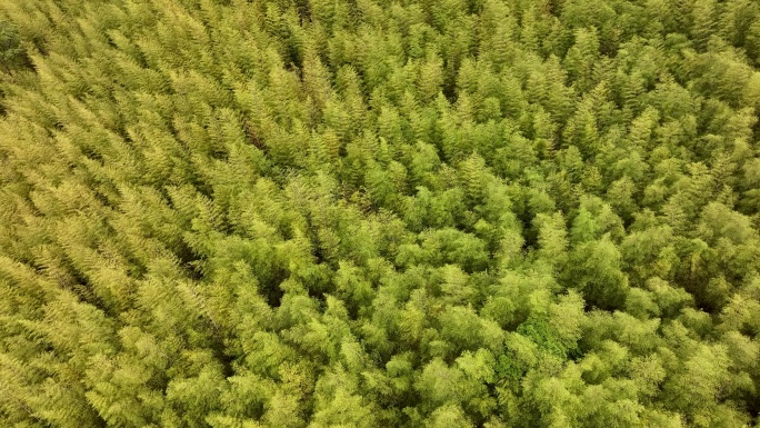 大片竹林海深处背景大山视频素材航拍意境