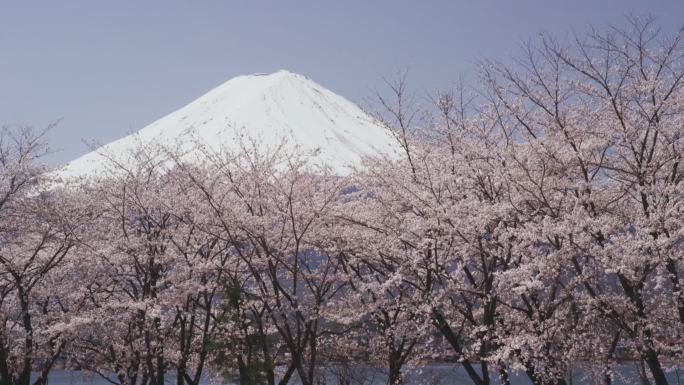 富士山和樱花