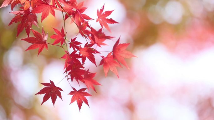 日本的枫叶随风飘动