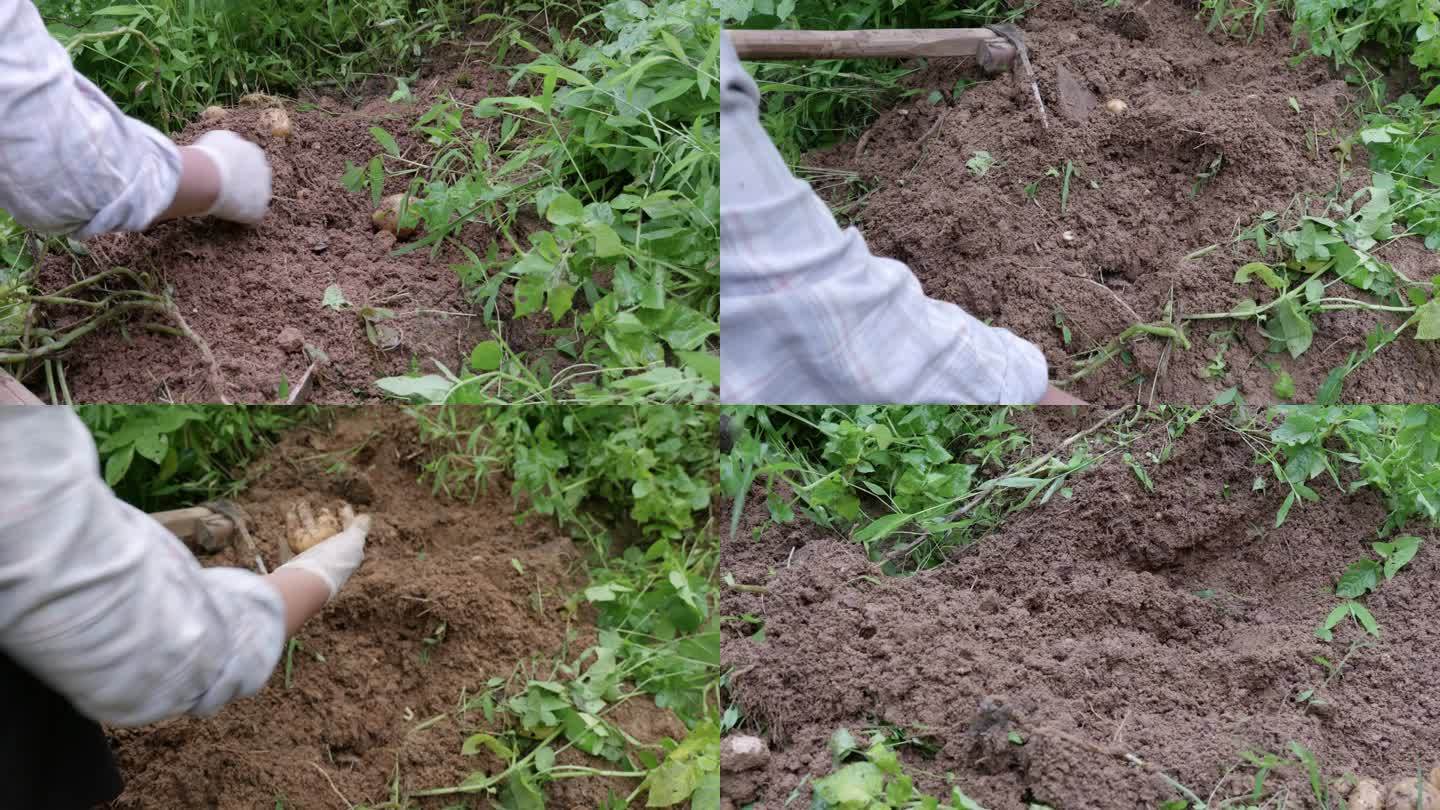4k泥土里挖出土豆