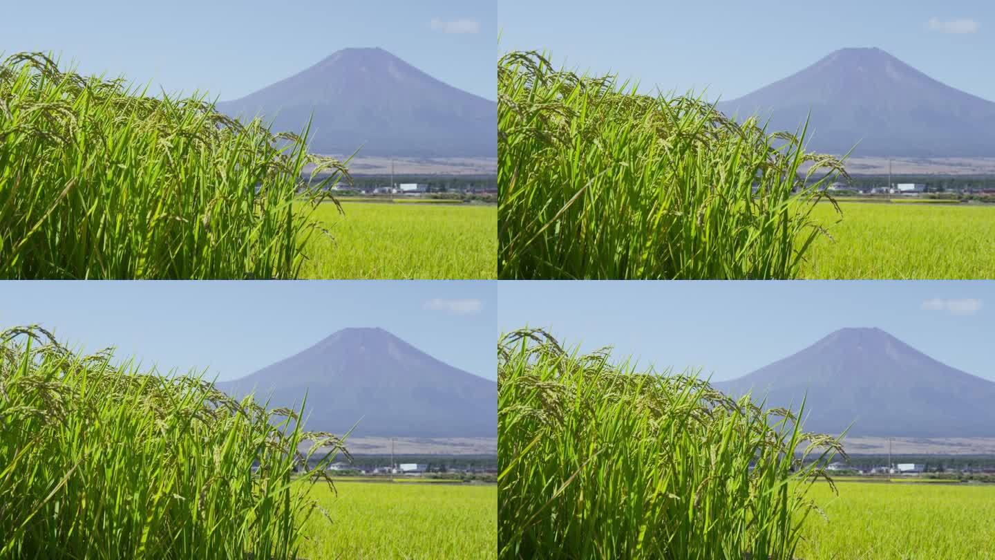 稻田后面的富士山