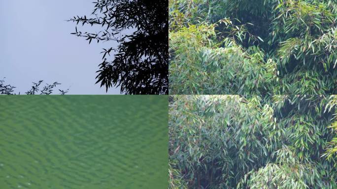 杭州植物园公园春天户外美景风景视频素材9