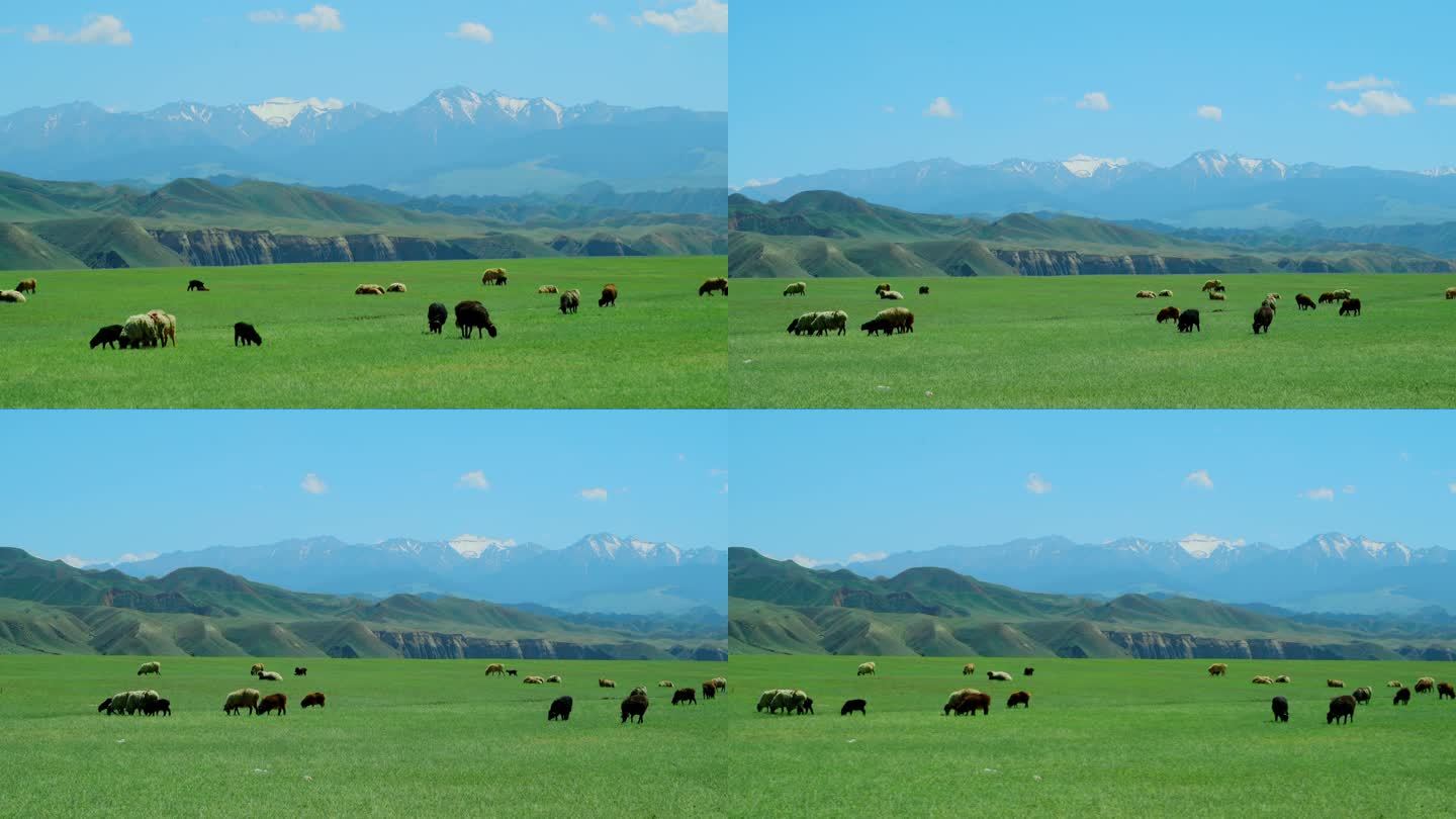 雪山草地羊群吃草