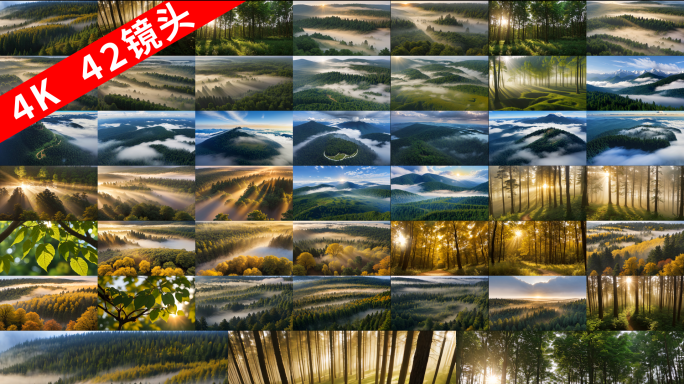【42个森林树木素材合集】大自然清晨阳光