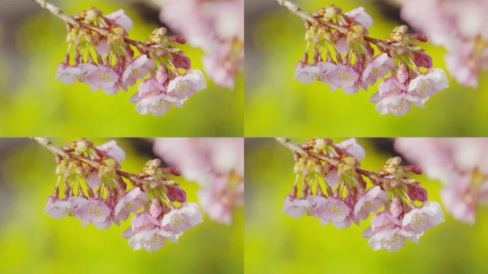 川津扎樱花在日本