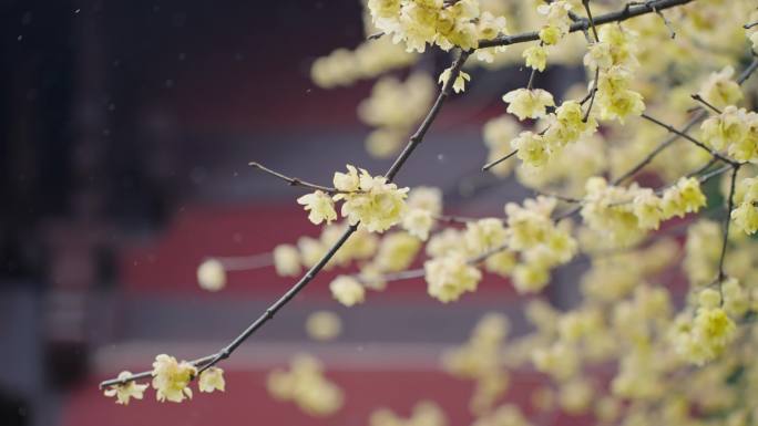 【合集】雪花梅花新年祈福许愿池