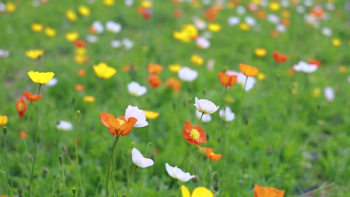 虞美人 野生罂粟花  春天 小花