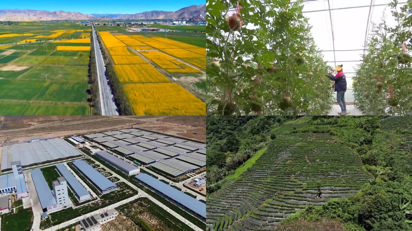 中国西藏的乡村振兴农业发展基建民生建设成果（选编）