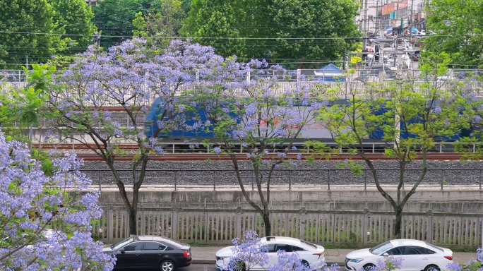 绿皮火车 和谐号 开进春天的列车 蓝花楹
