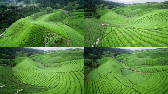 航拍山区云雾袅绕的茶山4K