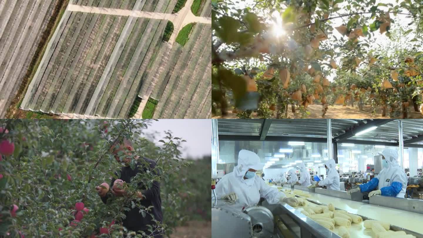 中国农业发展农田温室大棚水果蔬菜食品加工（选编）