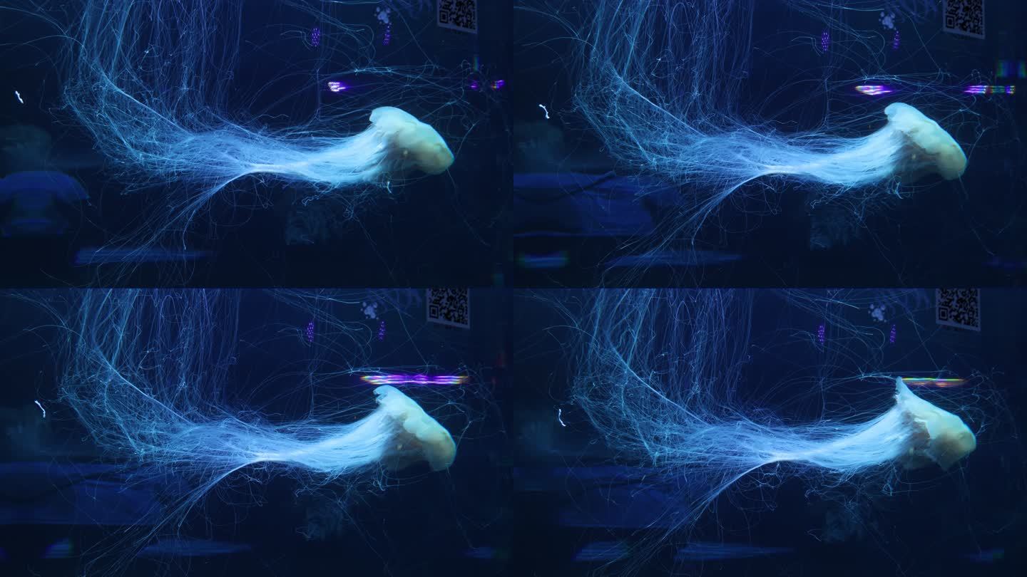 水族馆海洋动物水母