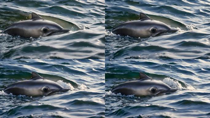 普通海豚成群结队地捕鱼和狩猎
