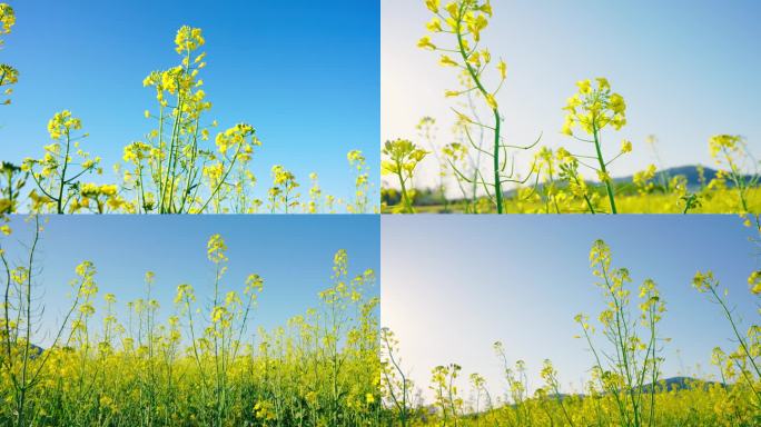 油菜花海 油菜花田