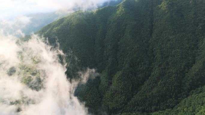 大山 绿美 日出云海 高山日出