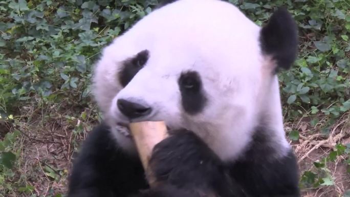 中国国宝大熊猫再保护区内悠闲生活（选编）
