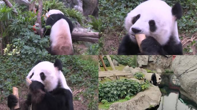 中国国宝大熊猫再保护区内悠闲生活（选编）