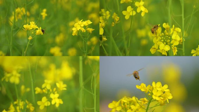 蜜蜂采蜜