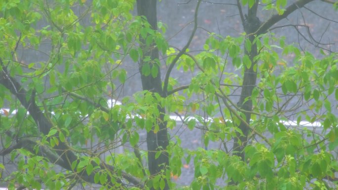 城市下暴雨倾盆大雨下雨天雨水雨滴植物树叶