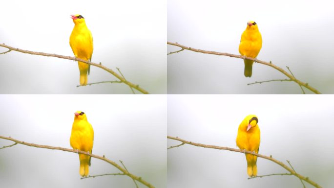 金黄色小鸟黄鹂鸟，黄鹂鸟叫声太好听了