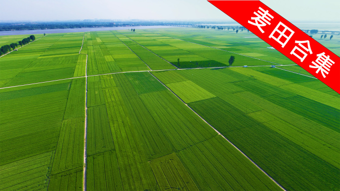 麦田航拍合集成熟小麦绿色麦田实拍4K