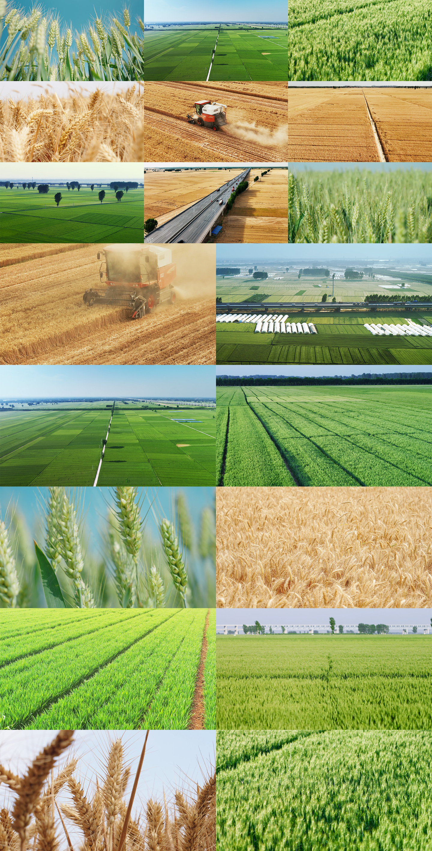 麦田航拍合集成熟小麦绿色麦田实拍4K