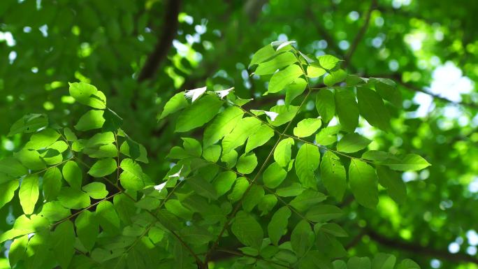 （合集）夏天阳光透过绿色树叶的治愈系光影