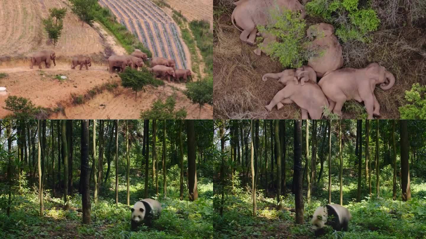 中国动物保护成果野生动物野象大熊猫合集