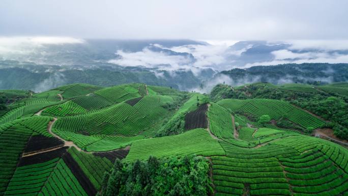 航拍山区云雾袅绕的茶山4K