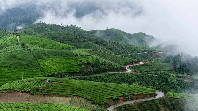 航拍山区云雾袅绕的茶山4K