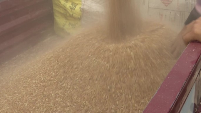 中国经济复苏小麦夏收丰收农业（合集）