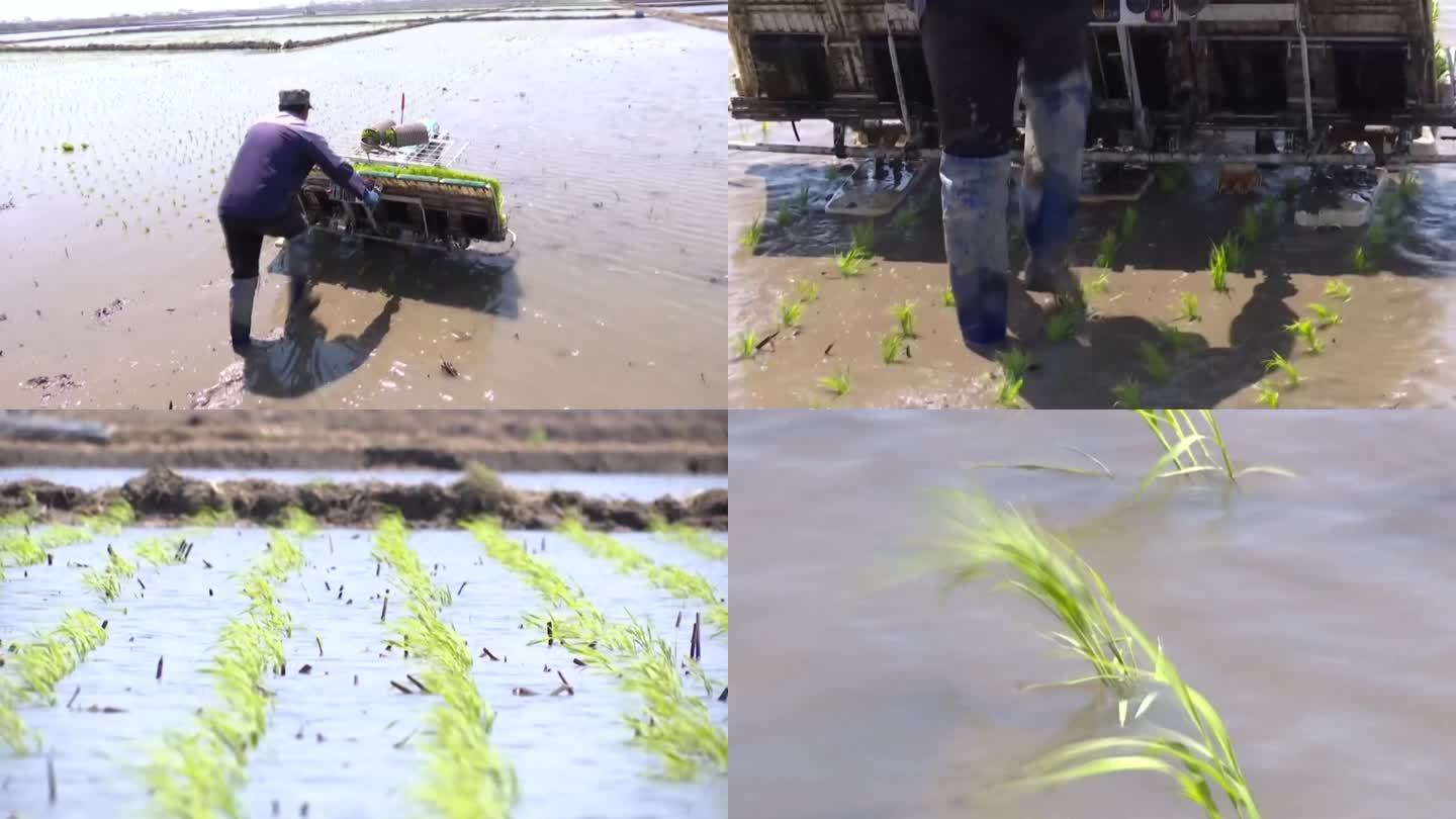 中国东北吉林水稻稻米水田农业播种收获（合集）