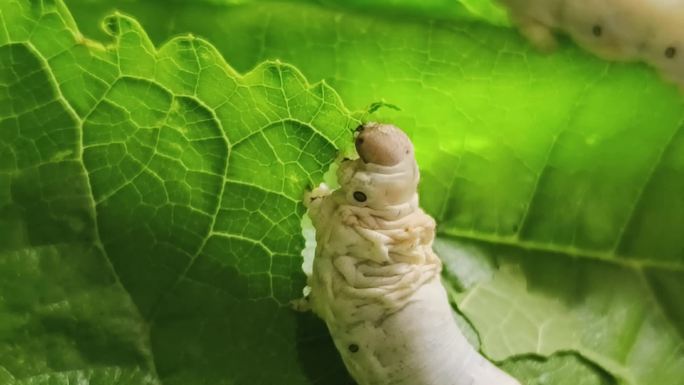 宝宝蚕进食过程养蚕 家蚕 养殖蚕桑吃桑叶