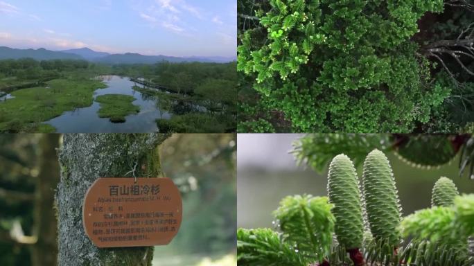 中国的环境保护绿色生态环保森林氧吧（选编）