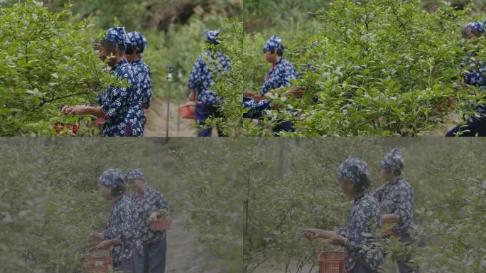 农庄蓝莓种植区里村姑集体采摘成熟的蓝莓
