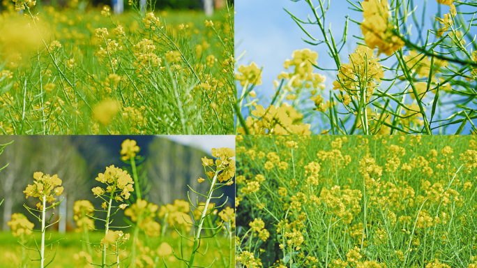 蓝天下的油菜花海春天油菜花田