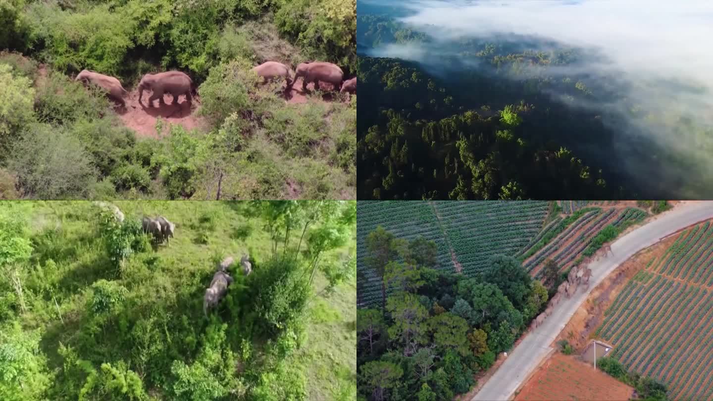 中国动物保护野生大象航拍跟拍（合集）