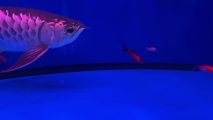 红龙鱼金龙鱼银龙鱼捕食 (1)