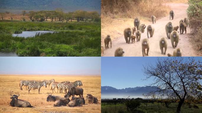 非洲的野生动物保护生态保护物种多样性
