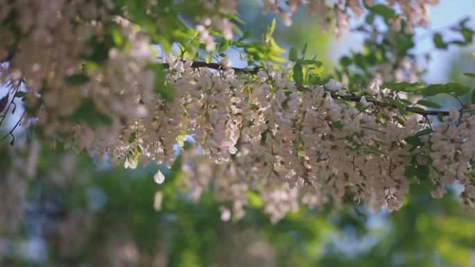 春天盛开的槐树花