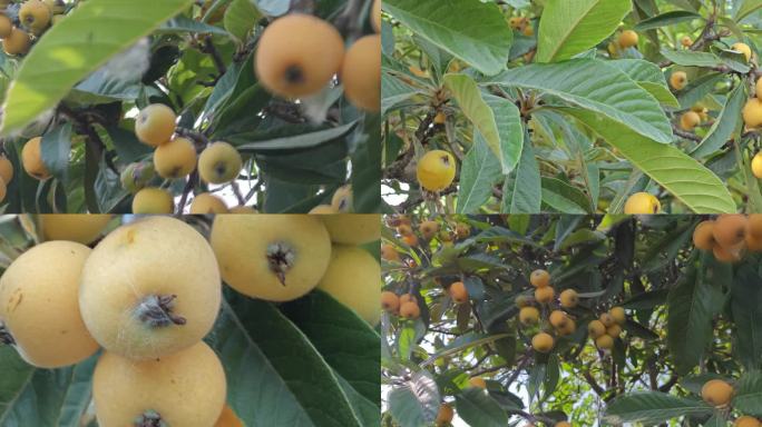 枇杷果果树水果
